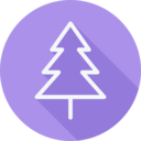 nature,trees,christmas,woods,forest,christmas tree
